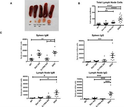 Ets1 and IL17RA cooperate to regulate autoimmune responses and skin immunity to Staphylococcus aureus